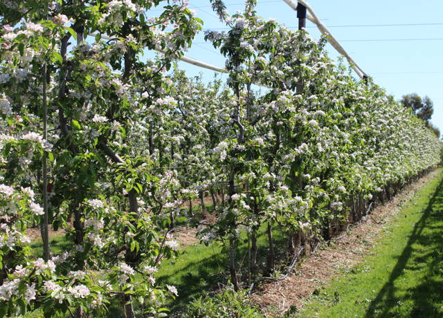 Boxford Farms Blossom Walk