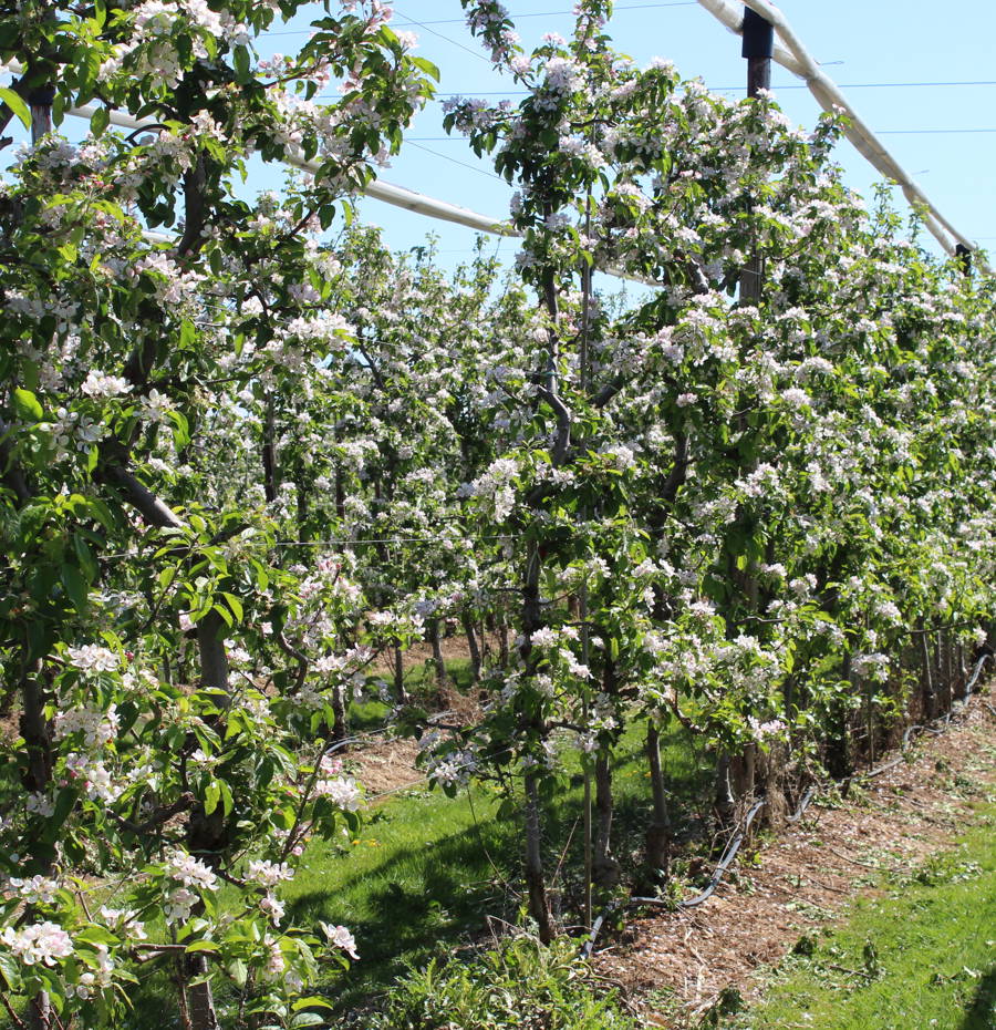 Boxford Farms Blossom Walk