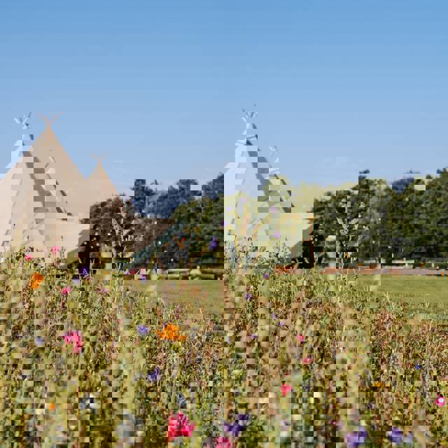 Tipi Weddings in our Wildflower Meadow