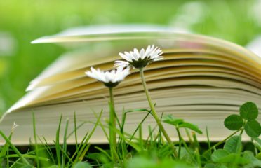 Book on grass with daisies